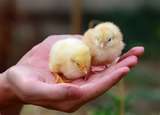 Hey, looks like us, baby chicks!