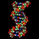 Look at all the different colors in our DNA.